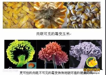 不可不知的猪场万恶之源-霉菌毒素的由来！