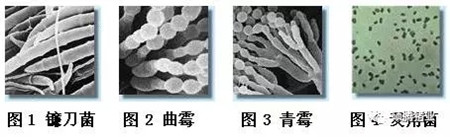 不可不知的猪场万恶之源-霉菌毒素的由来！
