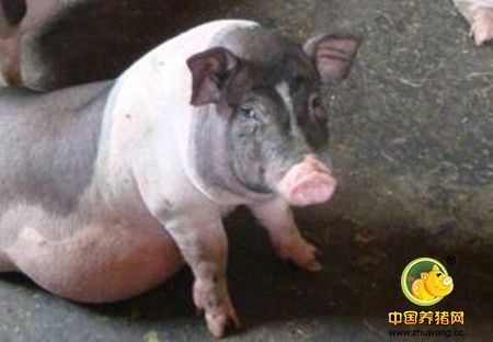 几种防治冬季猪腹泻的好方法