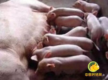 原来母猪宫内发育迟缓的原因在这!
