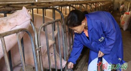 九江女猪倌艰辛创业苦中找乐 致富不忘带乡亲