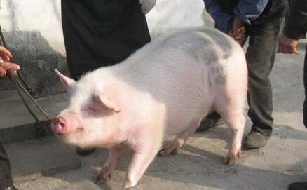 春节临近，江苏镇江市民结伴下乡订年猪