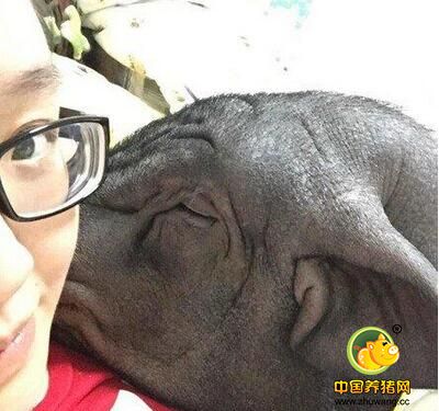 美女与170斤猪同吃同睡 网友：好白菜被猪拱了！