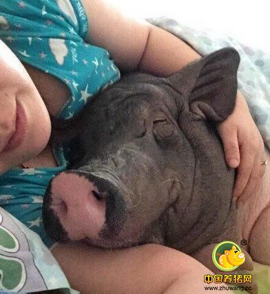 美女与170斤猪同吃同睡 网友：好白菜被猪拱了！