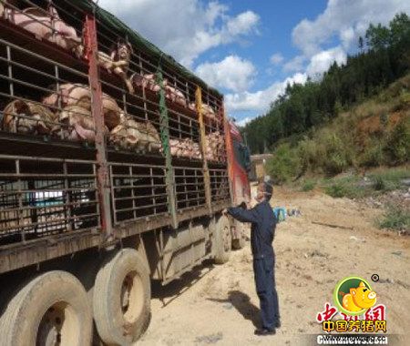 云南临沧多部门联合销毁280头非法入境生猪