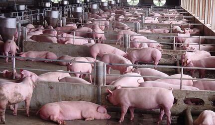 数千头猪被强行拉走，河北龙头猪企因借高利贷被一夜掘空