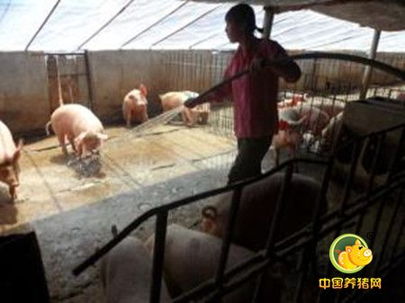 猪场管理和防疫的五大建设 你重视了吗？