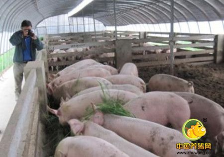 秋冬季养猪防治裂蹄病