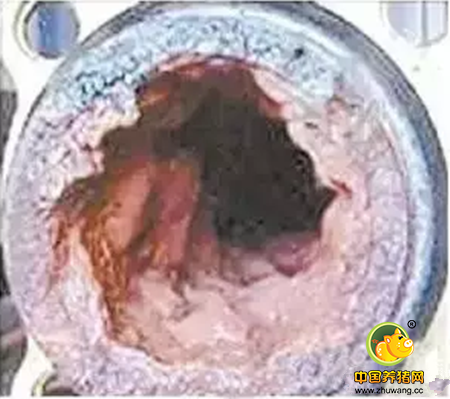  水质原来这么重要，你的猪喝到干净水了吗？