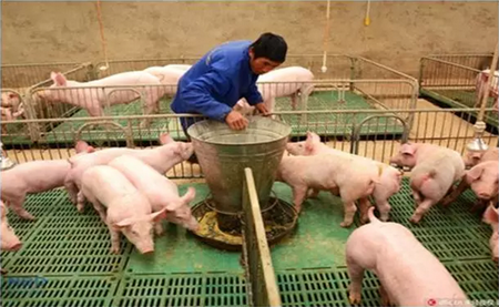 大降温来了,养猪场如何防冻抗寒?