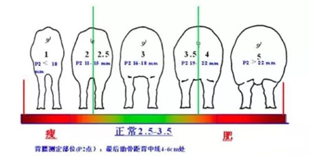 配种区域管理原则及目标