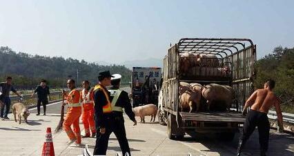 载猪车在梅大高速侧翻 30多头生猪高速路乱窜