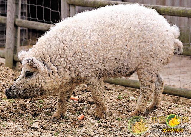 奇观：你见过“披着羊皮的猪”绵羊猪吗?
