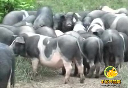 厉害了我的猪! 过年期间“乐安花猪”卖断货