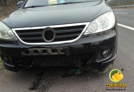 男子年三十开车回家过年 半路撞猪上了