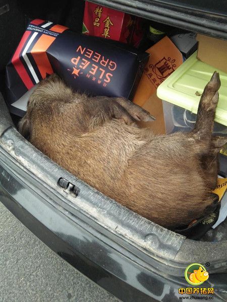 男子年三十开车回家过年 半路撞猪上了