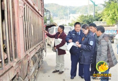 云南昌宁县引“扶贫猪”助农增收