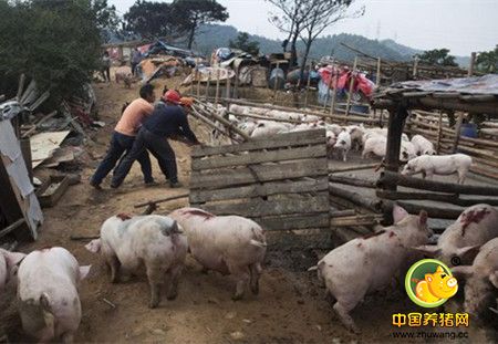 振奋!镇政府强拆养猪场被判违法,赔偿31万