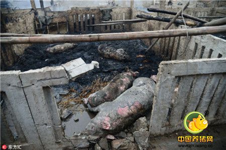 惨!山东一猪舍因放鞭炮失火 近百头猪变烤猪