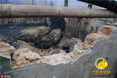 惨!山东一猪舍因放鞭炮失火 近百头猪变烤猪