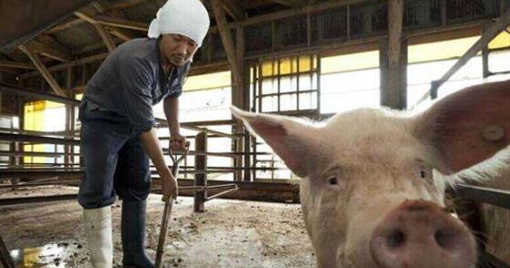 养猪大混战!哪些养猪人可以活下来?