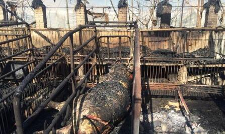 心痛！咸阳武功一养猪大棚凌晨起火 170多头猪葬身火海