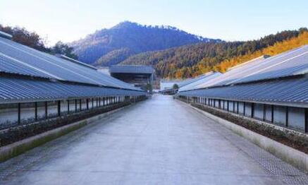 2016年养猪业十大事件——网易味央黑猪肉上市入选