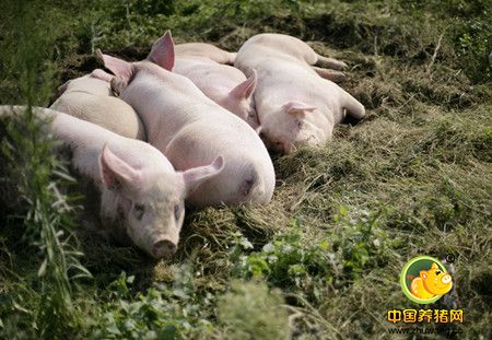 从卖猪到收猪 是谁占了便宜?