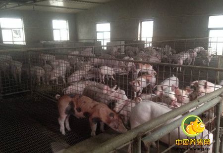 在如今的养猪模式下 环境因素对保育猪重要吗?