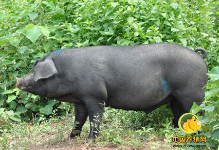 黔江:古法养猪有赚头 黑猪价格是常规猪价的2.5倍