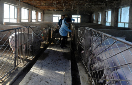 吉林珲春:念好“养猪经” 助边民脱贫致富