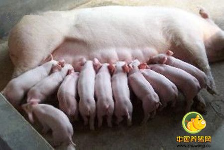 小挑花技术，多学一门技术总是好的