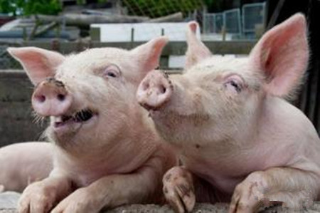 经验分享：猪呼吸道疾病:我是这样做的