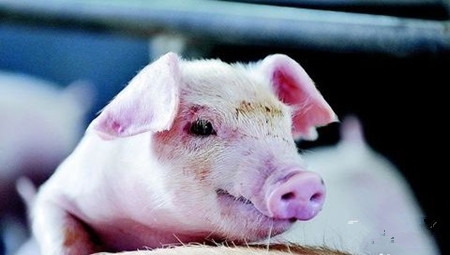 猪口蹄疫防治措施(精简版)