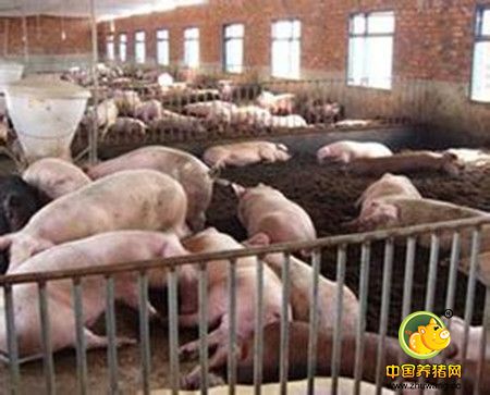 冬季养猪温度怎样调节？