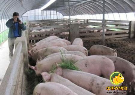 冬季养猪防猪裂蹄病