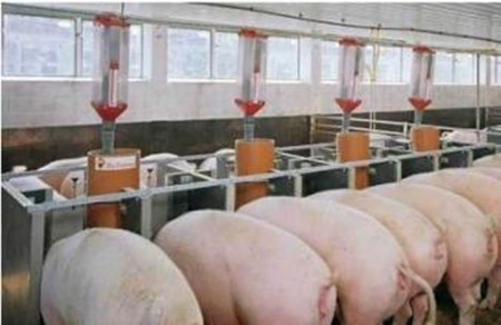 猪腹泻的防控要点