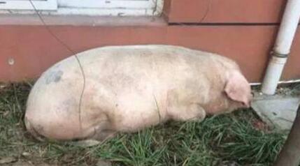 江苏一小区惊现大猪 网友：这是财神找上门了！