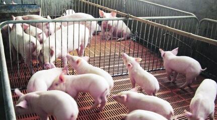 分析师:2017年仍然能保证生猪养殖户有钱赚!