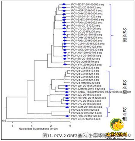 猪病检测中心2016年100-300头猪场检测结果统计