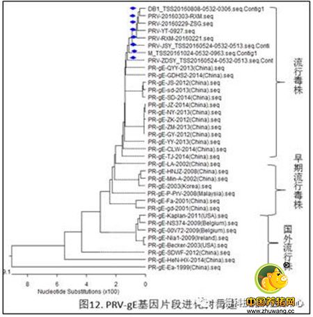 猪病检测中心2016年100-300头猪场检测结果统计