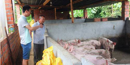 季节性转变猪只急性死亡原因分析与防治措施！