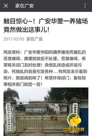 冤!猪场处理死猪符合规范,却遭网友举报