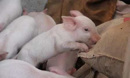 抗击蓝耳，实现健康养猪的向往