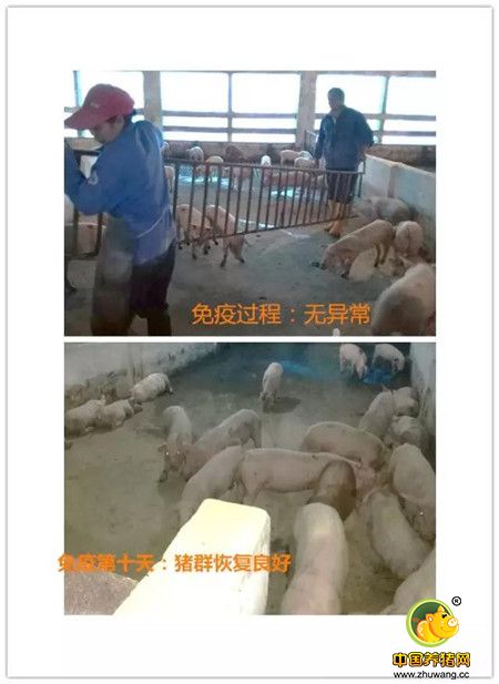 抗击蓝耳，实现健康养猪的向往