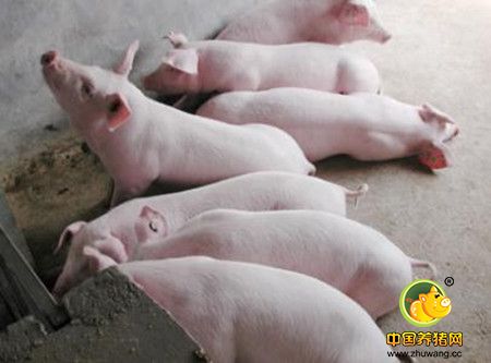 猪饮水给药量如何计算才准确