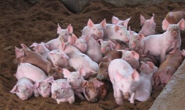 收不到猪,怀恨在心,猪贩子毒死领居21头猪