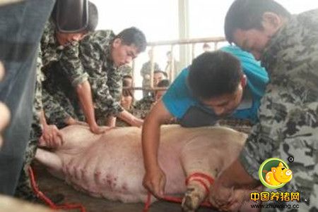 一文告诉你：母猪剖腹产具体操作步骤