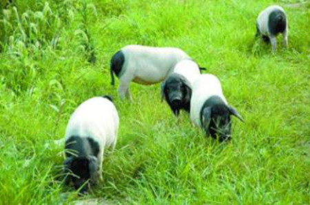 张迪生:身残志坚靠养猪致富