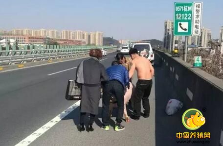 男子高速路上赤裸上身用衣服套猪脖“抓猪”